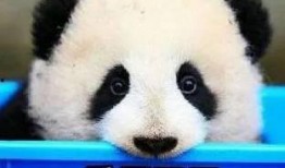 熊猫头爆料娱乐圈,娱乐圈幕后真相大曝光